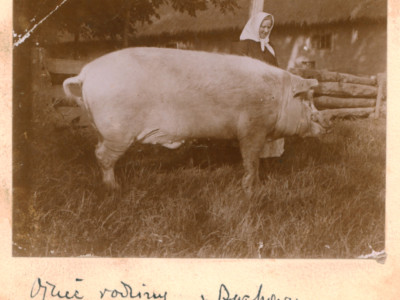 Facet to świnia albo z albumu przodków