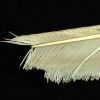 pioro5