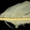 pioro6